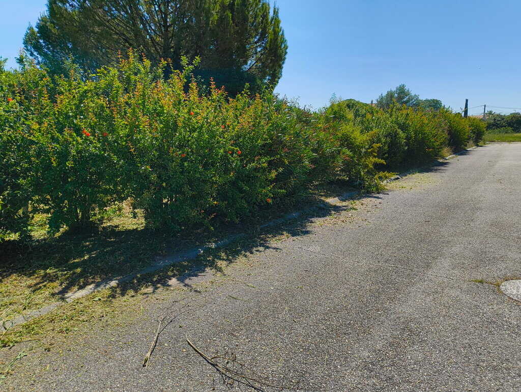 Arbre avant intervention d’élagage à Caissargues dans le Gard