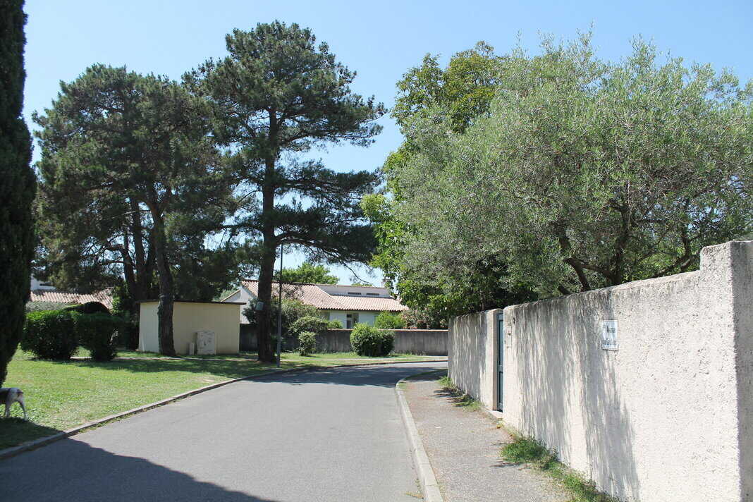 Arbre à élaguer dans un jardin à Caissargues