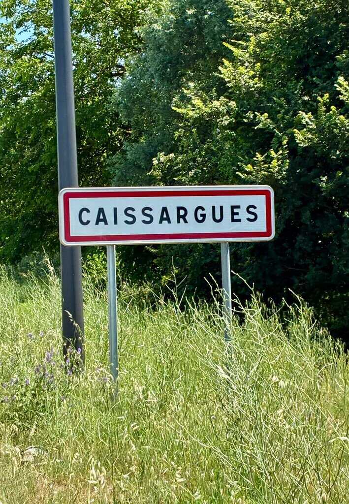 Élagage à Caissargues
