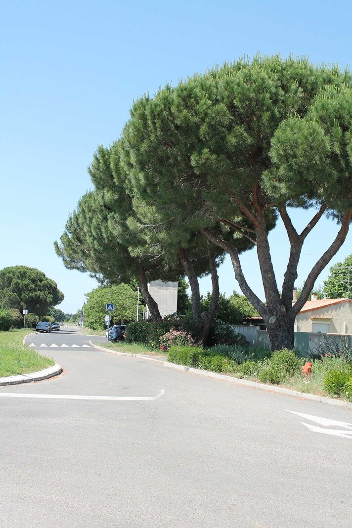 Élagage à Garons dans le Gard par Méditerranée Horizon Vert