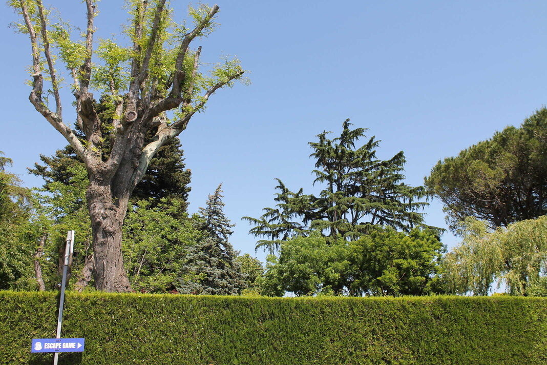 Taille de pins et cyprès dans un jardin à Garons