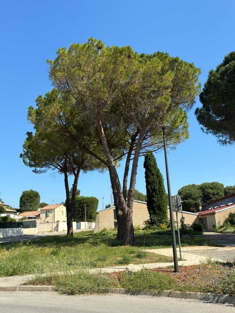 Élagage à Vergèze dans un jardin paysager méditerranéen