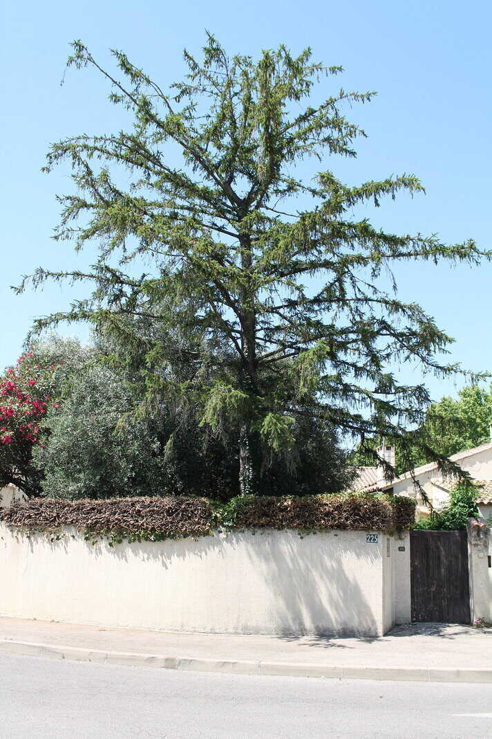 Travaux d’élagage à Manduel dans le Gard