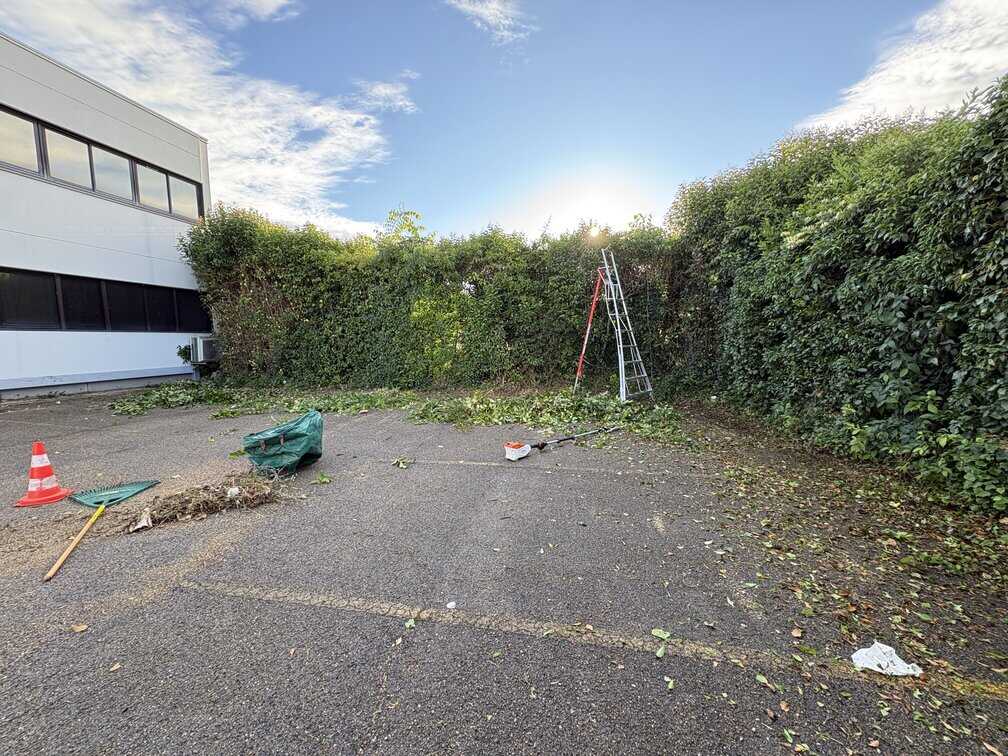 Avant travaux d'élagage à Vergèze